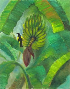 Calandria en Platano17 ocb 14x11
